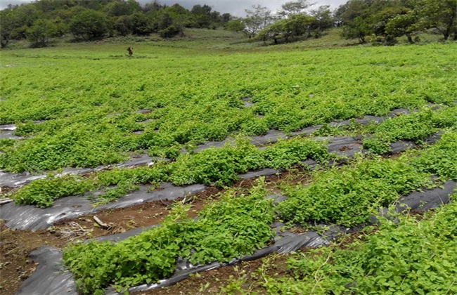 丹參種植技術(shù)