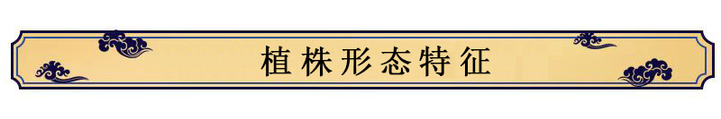 中藥材種植技術(shù)——刀豆