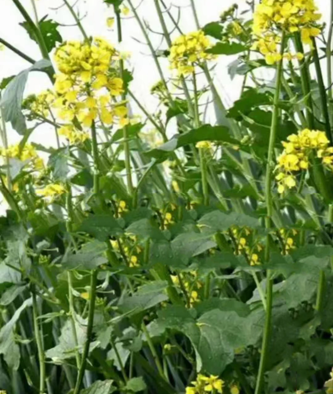 中藥材【藥食同源】——黃芥子