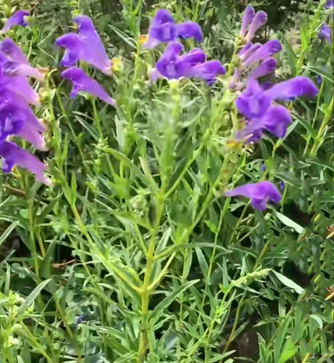 中藥材【藥食同源】——黃芩