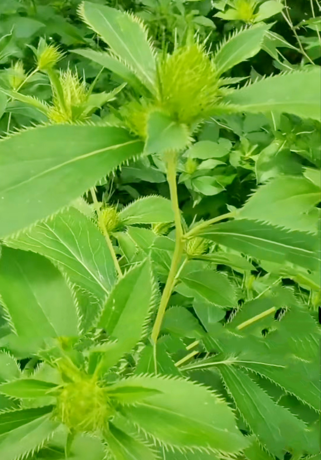 中藥材【養(yǎng)生保健】——蒼術(shù)